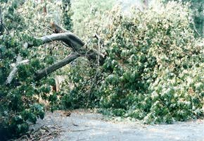 [Downed trees]