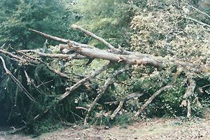 [Downed trees]