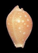 [Spotted Cowrie]
